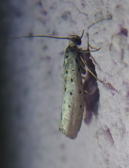 Yponomeuta sedella 