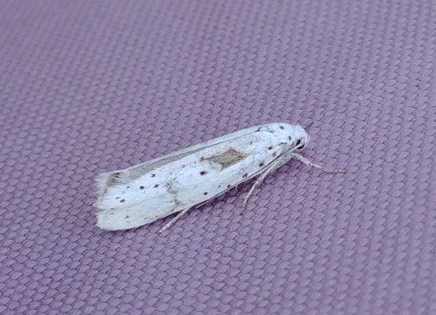 Yponomeuta sp. 