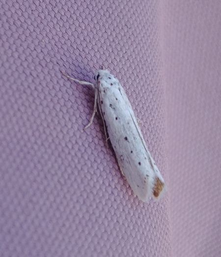 Yponomeuta sp. 