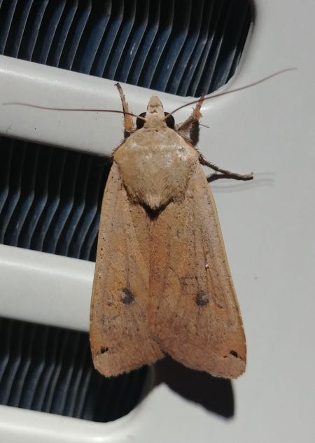 Noctua pronuba 