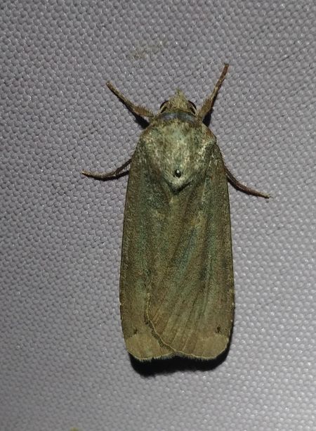 Noctua pronuba 