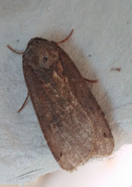 Noctua pronuba 