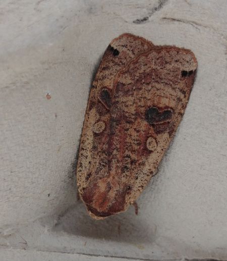 Noctua pronuba 