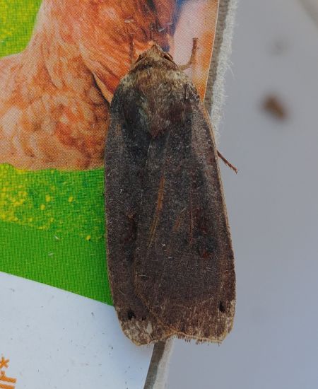 Noctua pronuba 