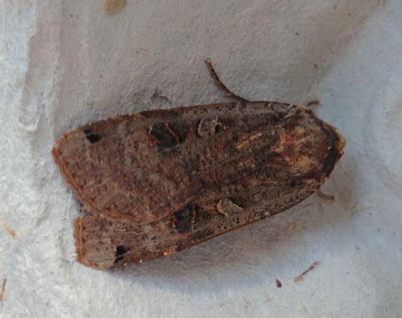 Noctua pronuba 