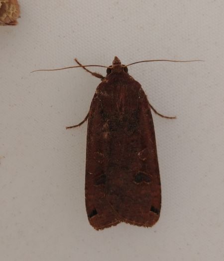 Noctua pronuba 
