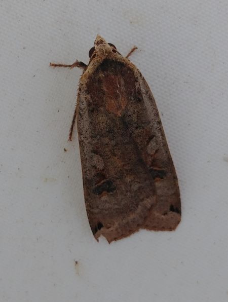 Noctua pronuba 