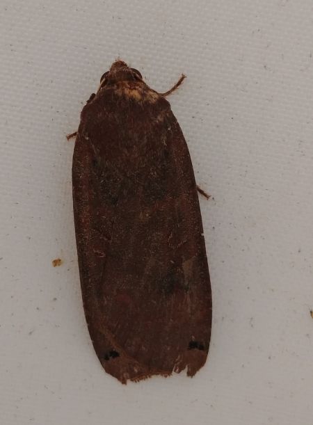 Noctua pronuba 