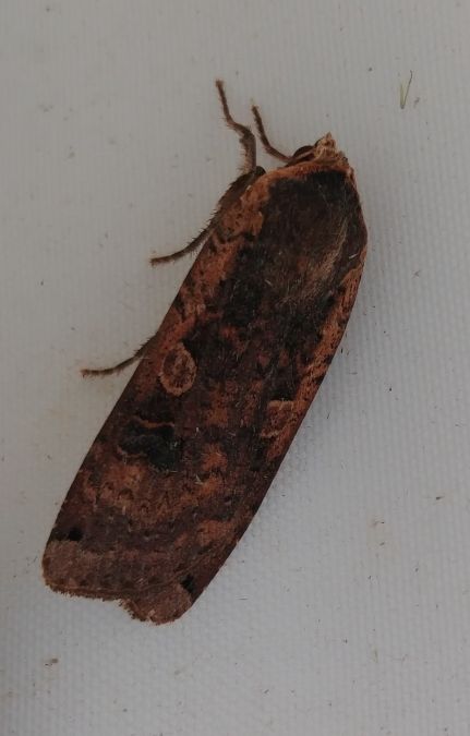 Noctua pronuba 