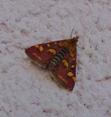 Pyrausta purpuralis 