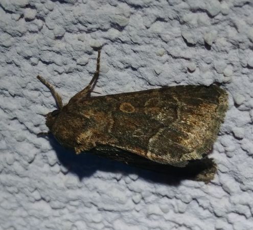 Noctuelle cythérée 