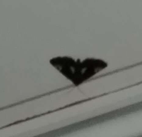 Noctuelle en deuil 