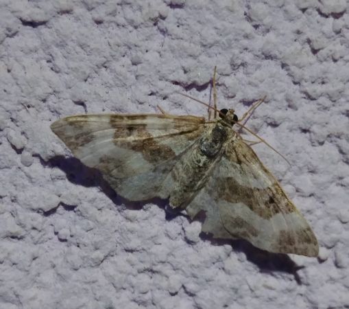 Epirrhoe galiata 