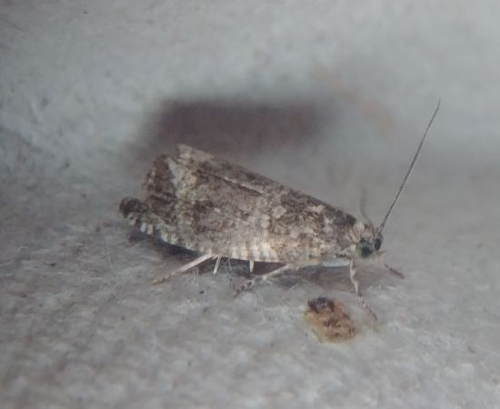 Phiaris umbrosana 