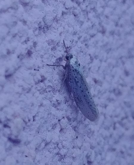 Yponomeuta sp. 