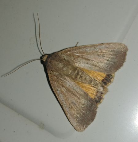 Hulotte 