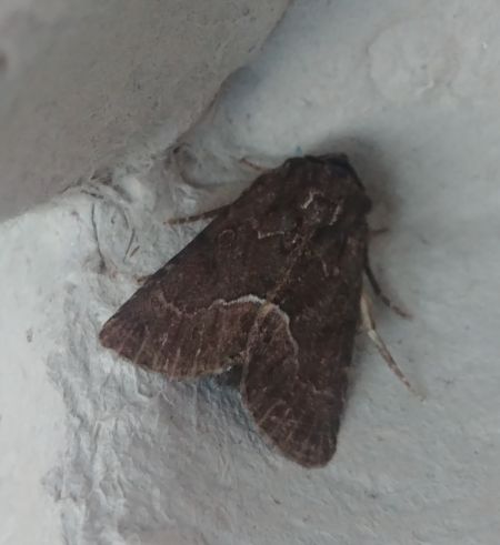 Noctuelle cythérée 