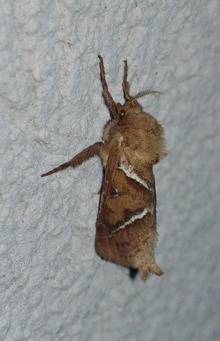 Sylvine 