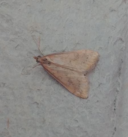 Udea ferrugalis 