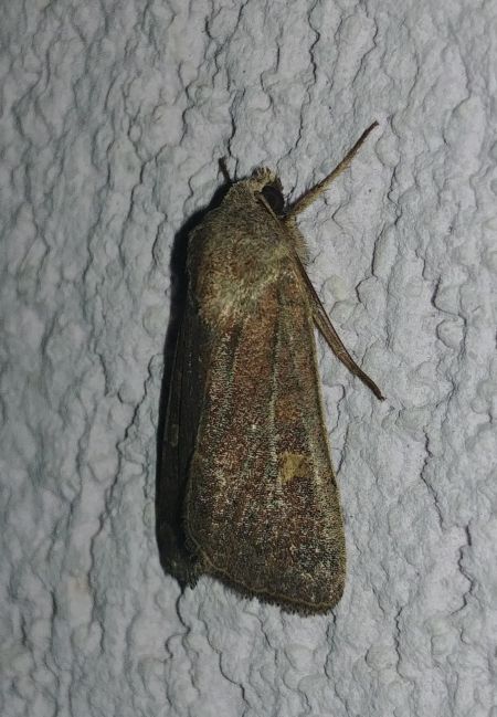 Trimaculée 