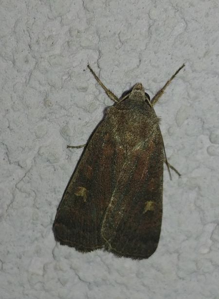 Trimaculée 