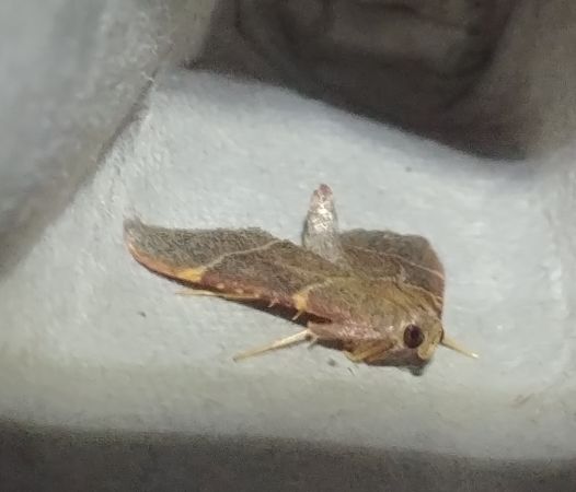 Hypsopygia glaucinalis 