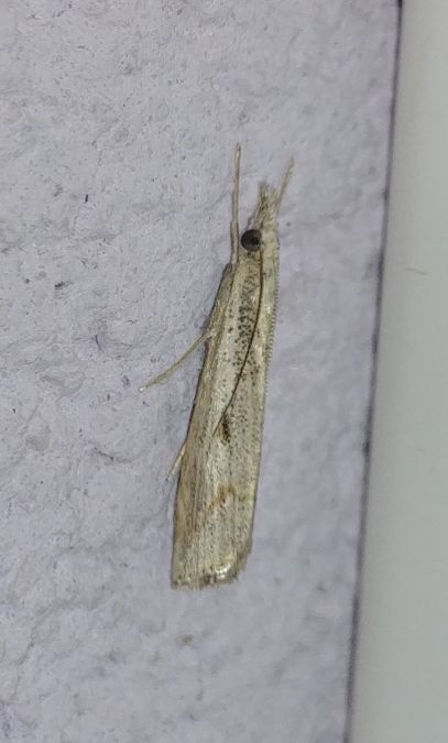 Agriphila inquinatella 