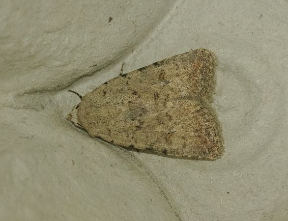 Caradrina clavipalpis 