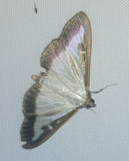 Pyrale du Buis 