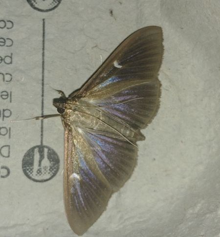 Pyrale du Buis 