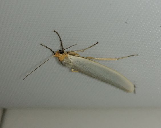 Lithosie aplatie (Manteau à tête jaune) 