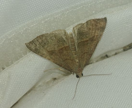 Hypena proboscidalis 