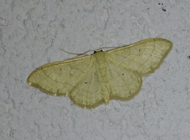 Idaea straminata 