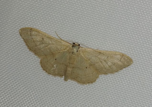 Idaea straminata 