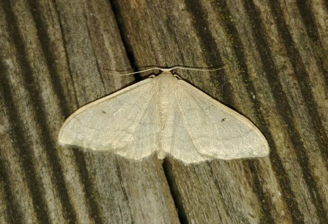 Idaea straminata 