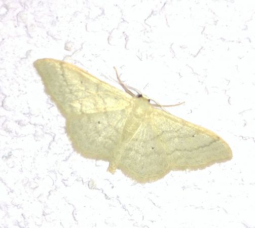Idaea straminata 