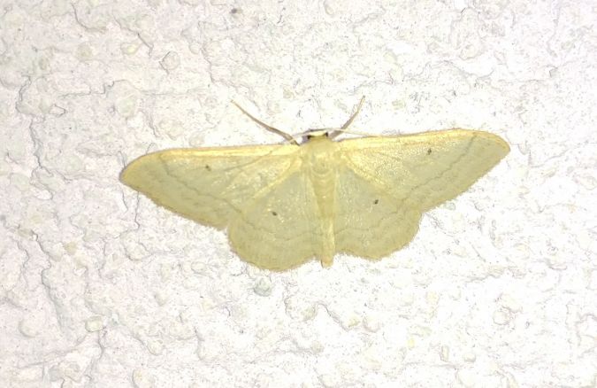 Idaea straminata 