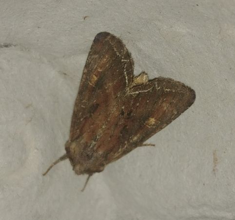 Noctuelle des potagers 
