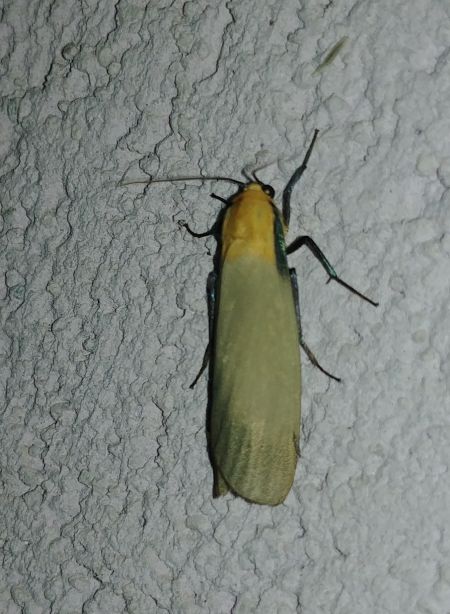 Lithosie quadrille 