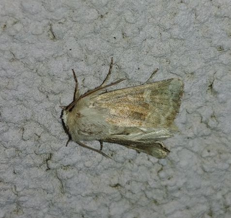 Luperina dumerilii 