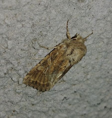 Luperina dumerilii 