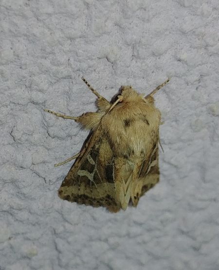 Luperina dumerilii 