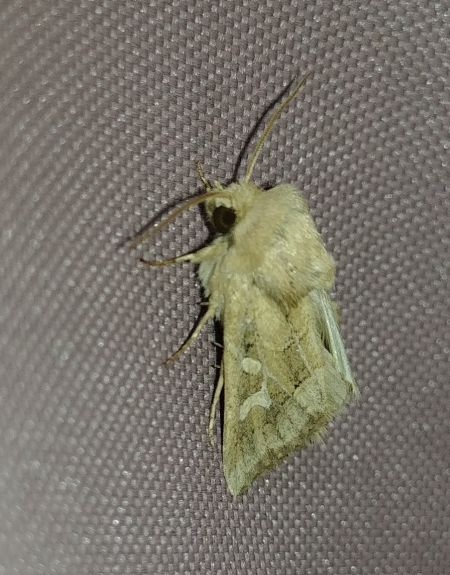 Luperina dumerilii 