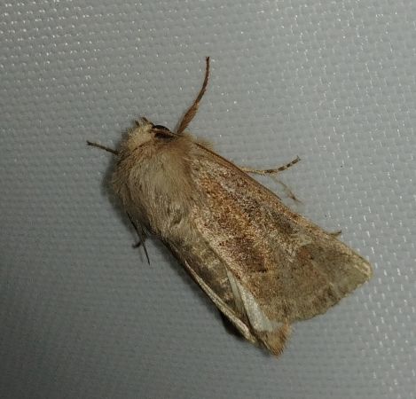 Luperina dumerilii 