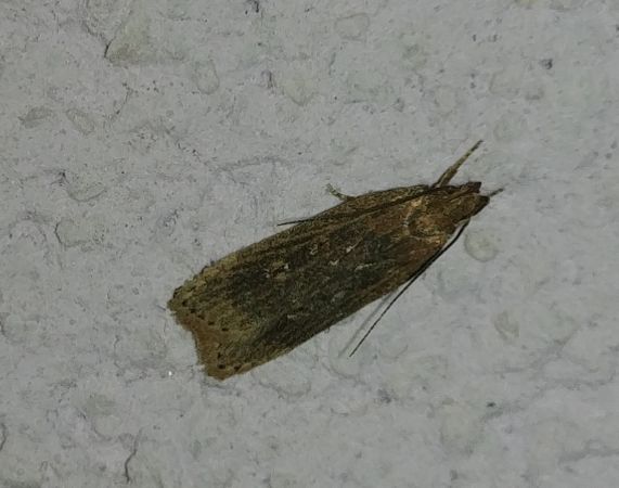 Depressaria sp. 