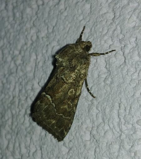 Noctuelle cythérée 