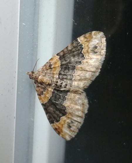 Xanthorhoe ferrugata 