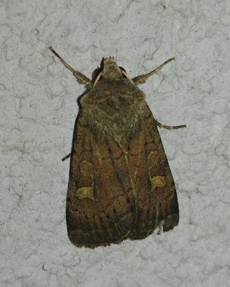 Trimaculée 