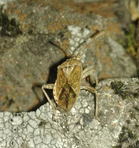 Stictopleurus abutilon 