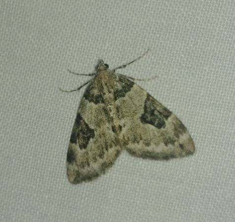 Thera vetustata 